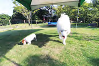 ドッグラン